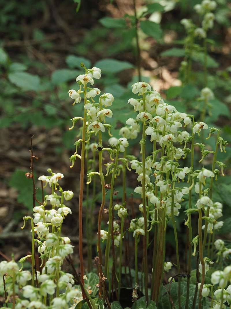 P7019243