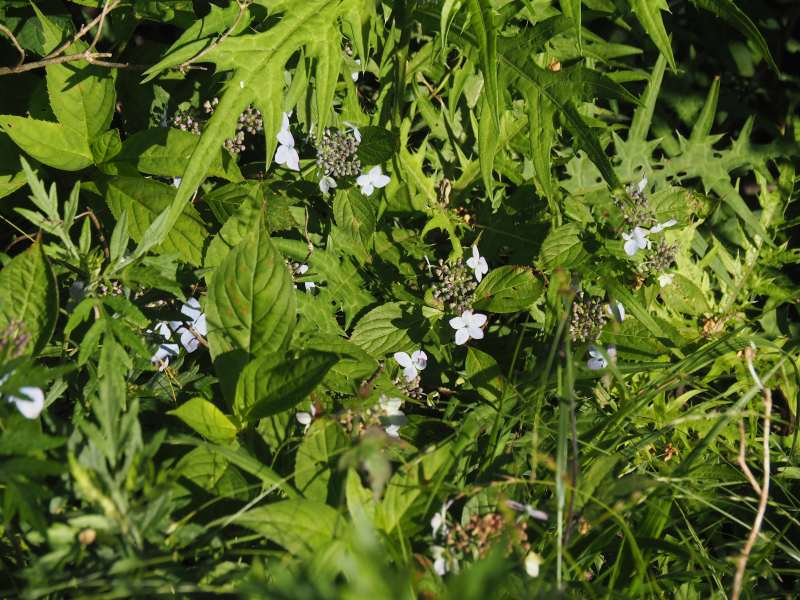 P7069323