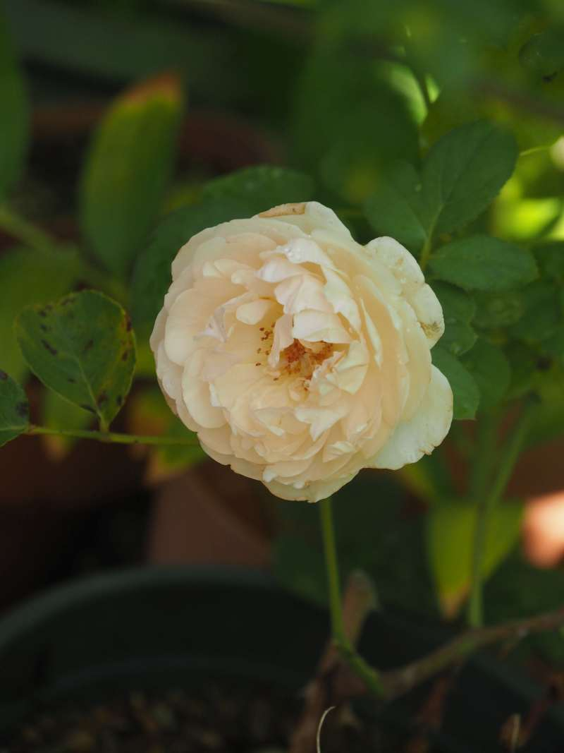 P7190074