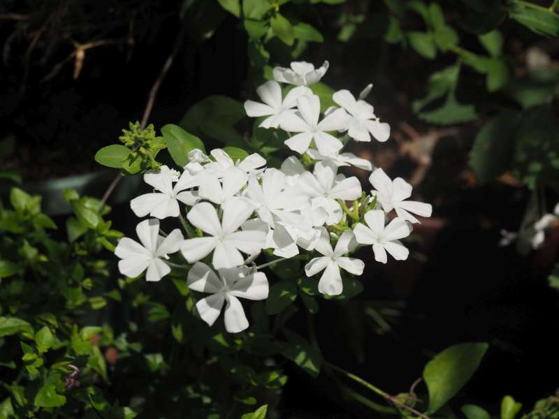 P7200087