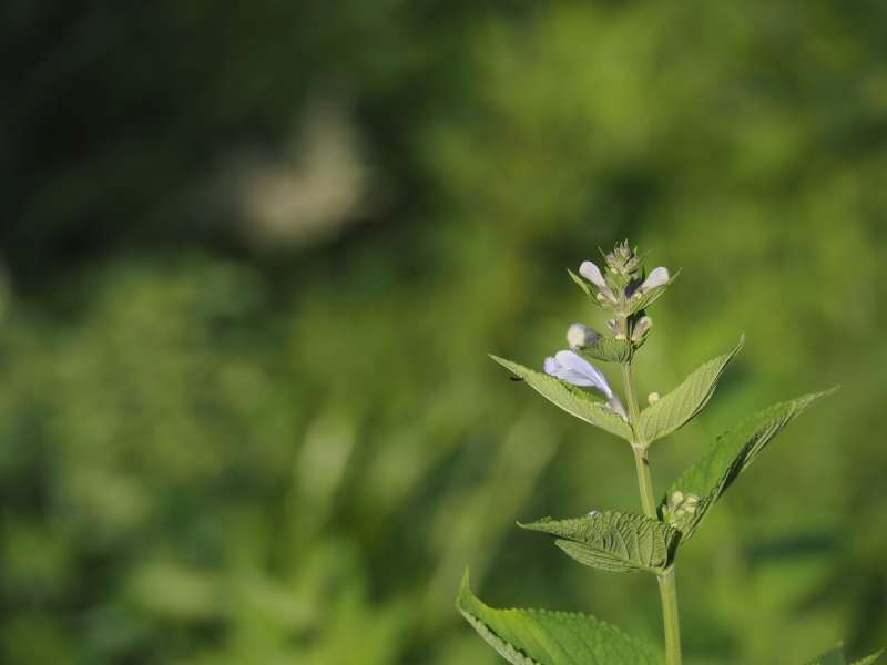 P7069515