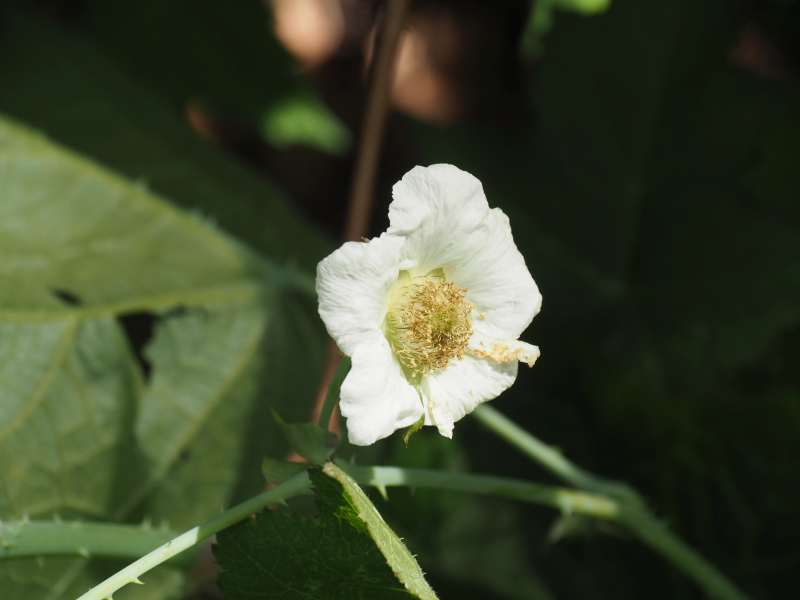 P7069520