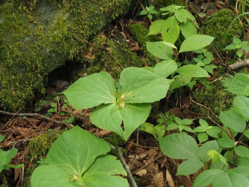 P7129647