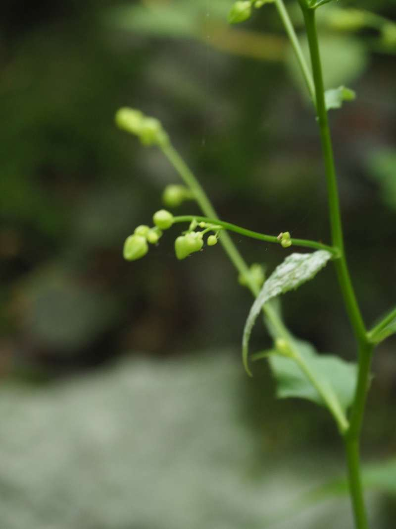 P7129652