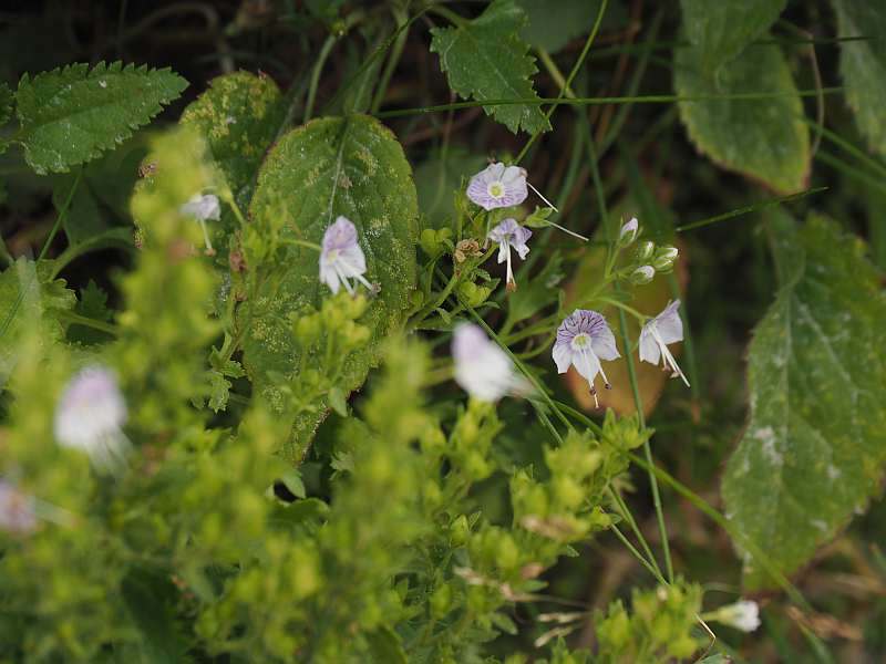 P7129825