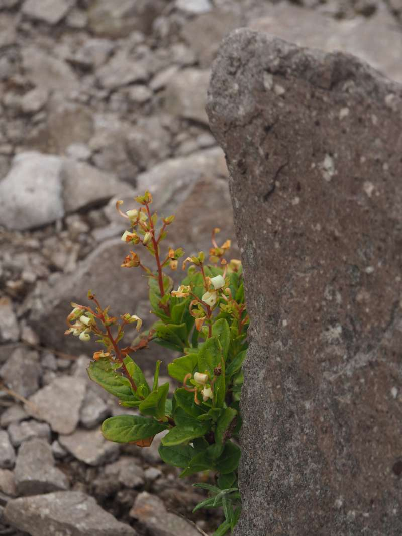 P7129845
