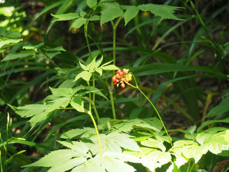 P7129875