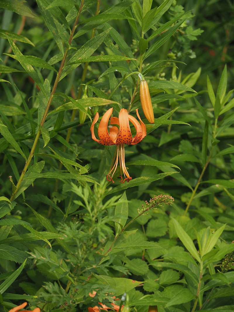 P7180035
