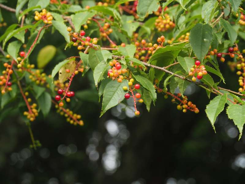 P7180043