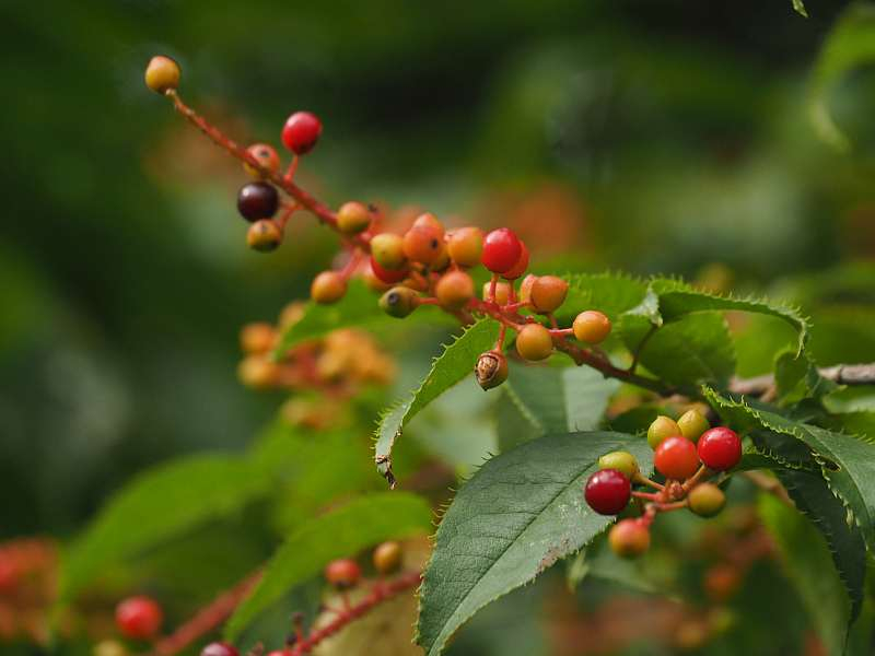 P7180044