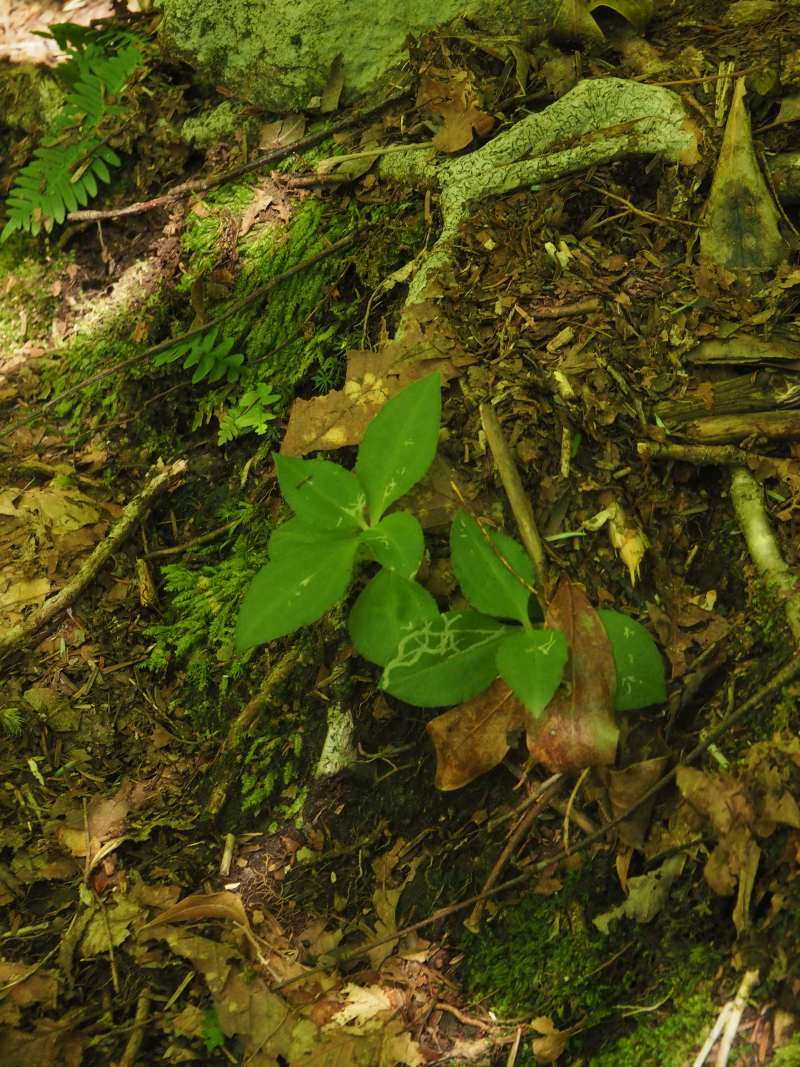 P7230177