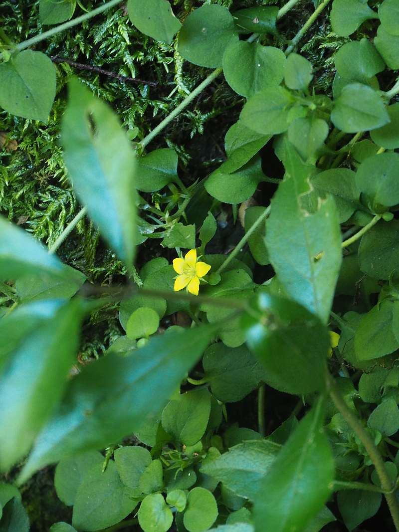 P7230186