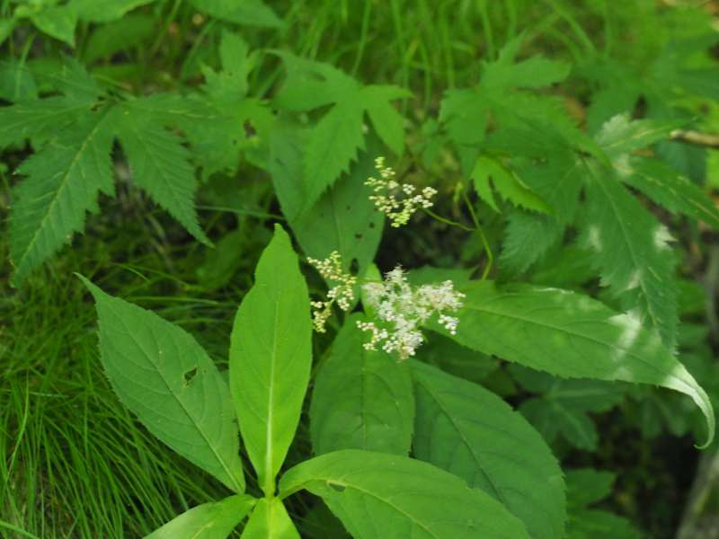 P7230217