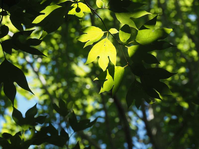 P7230234