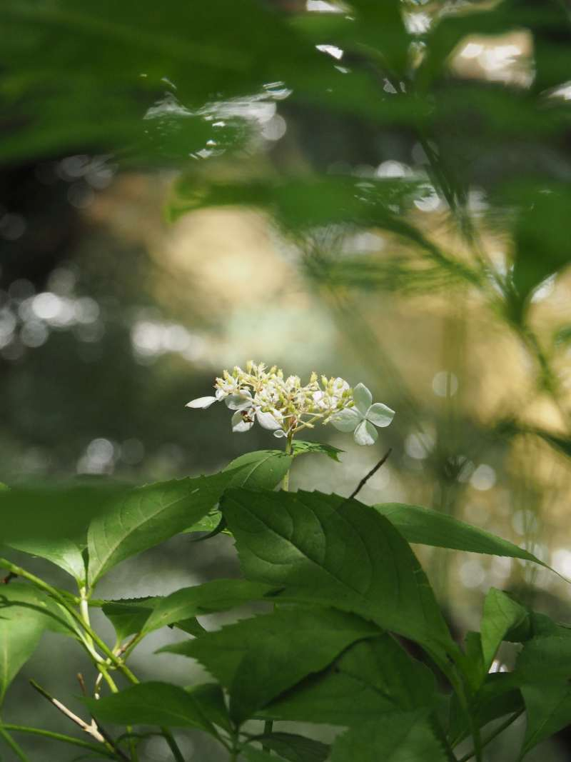 P7230264