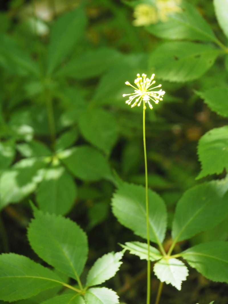 P7230284