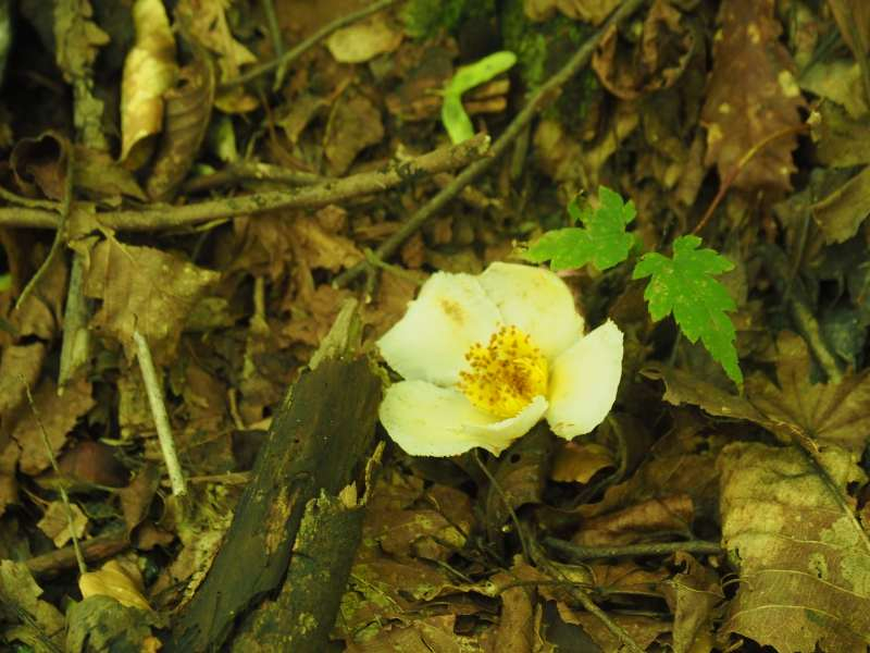 P7230288