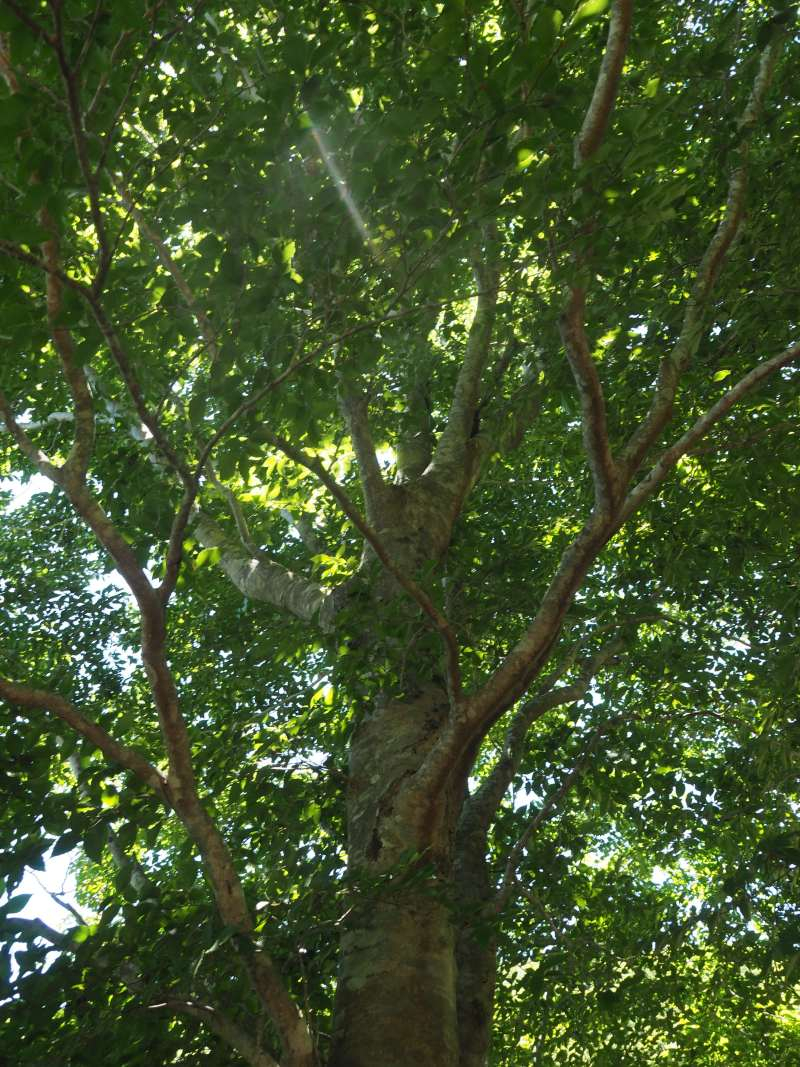 P7230294
