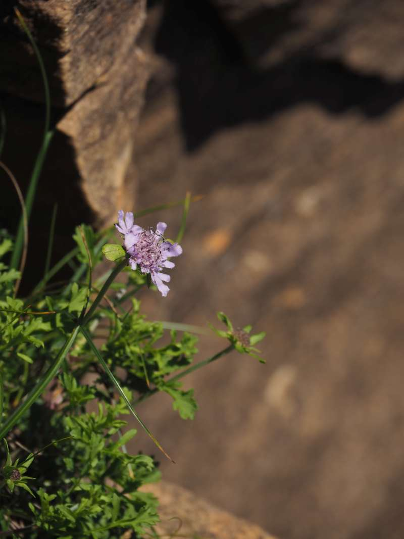 P7230425