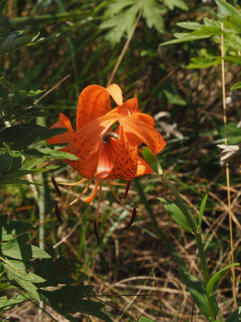 P8060892