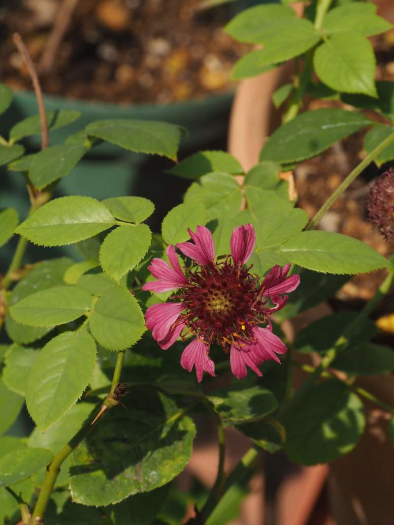 P8261496