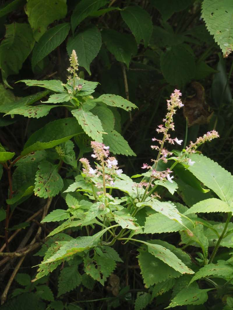 P8211341