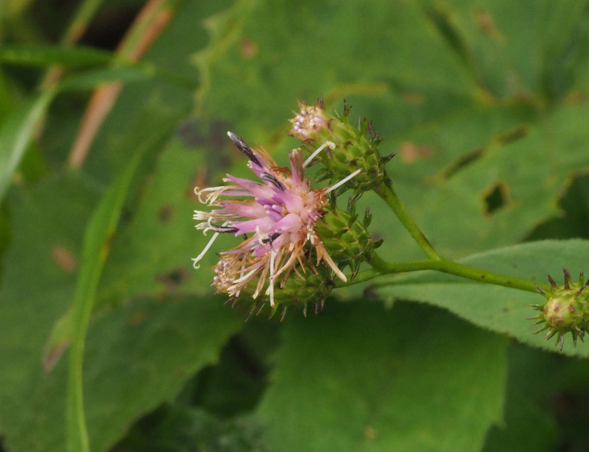 P8211427
