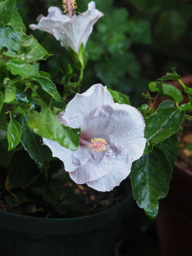 P9081775