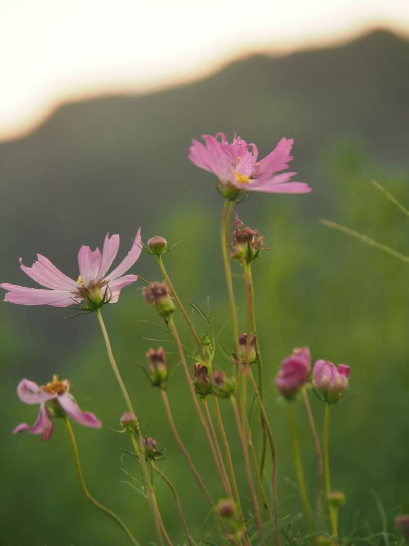 P9162066