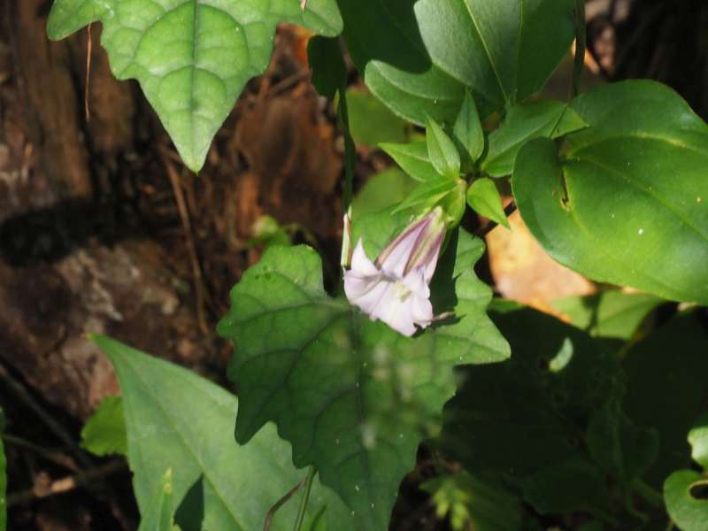 P9061748