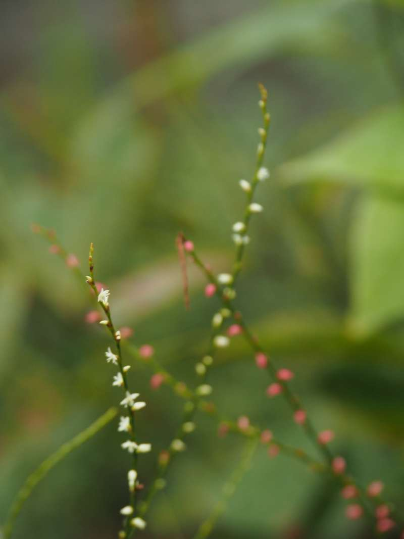 P9252459 P9252459