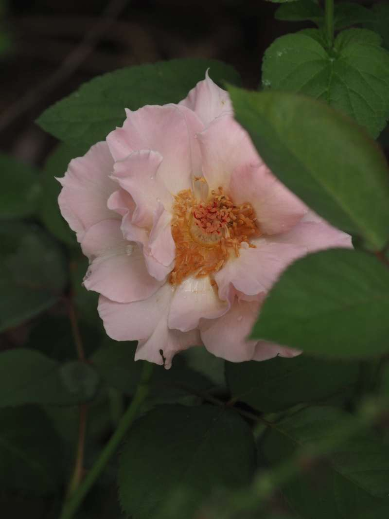 P9292790 P9292790