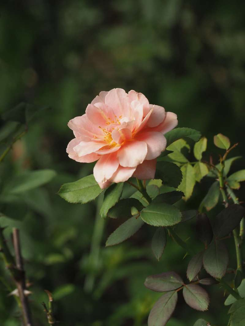 P9292791 P9292791