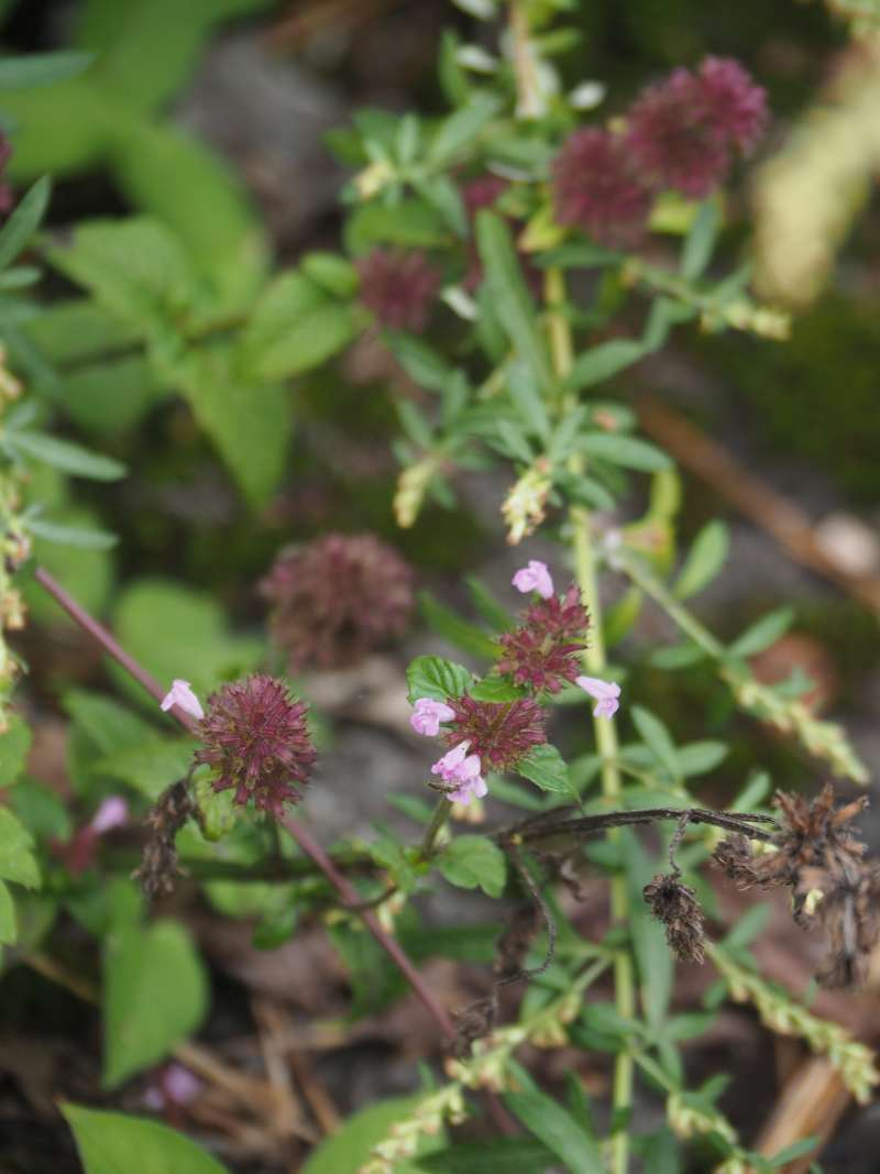 P9212265