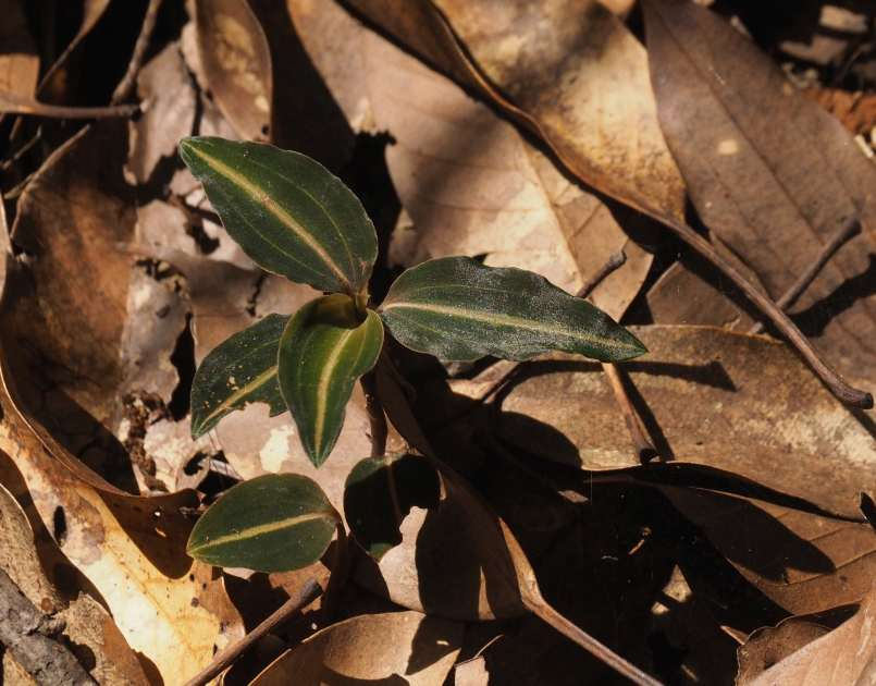Pa012881