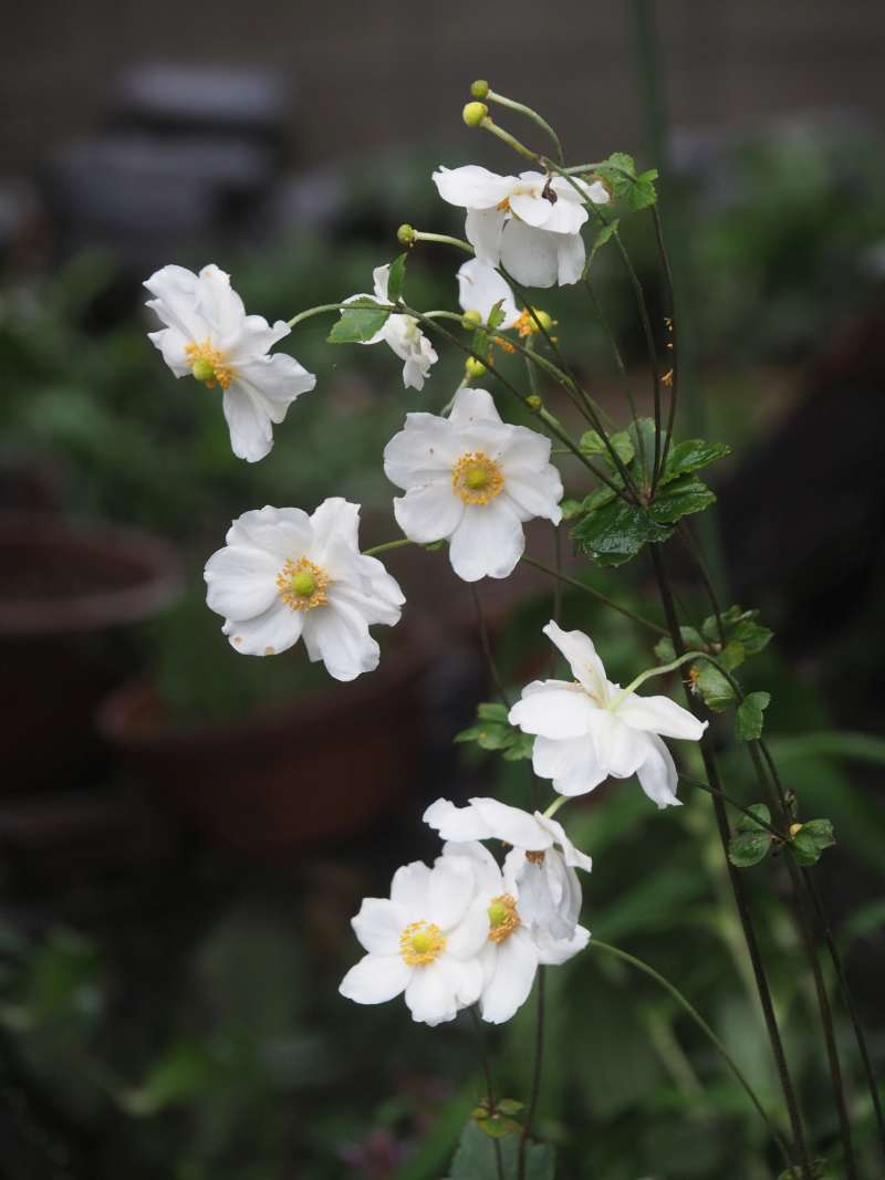 Pb094471syuumeigiku Pb094471syuumeigiku