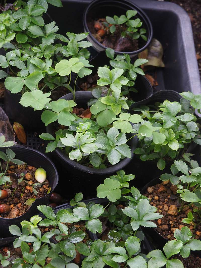 Pb094474pottoage Pb094474pottoage