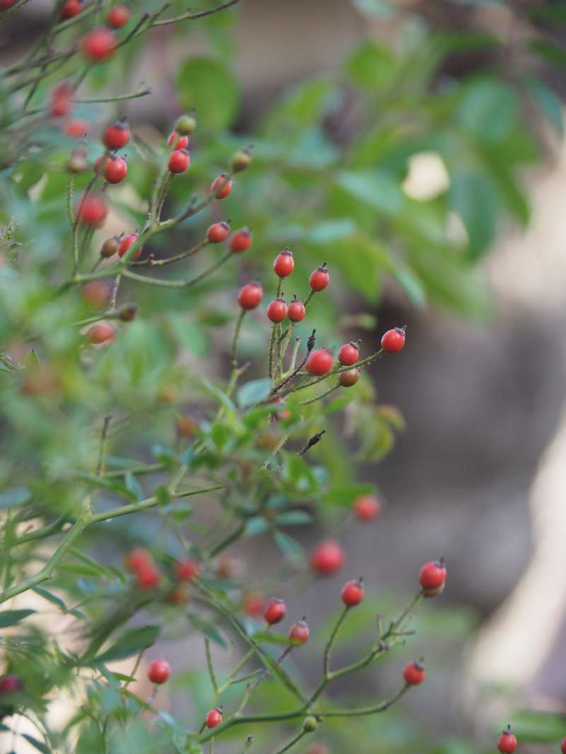 Pb114494_2 Pb114494_2