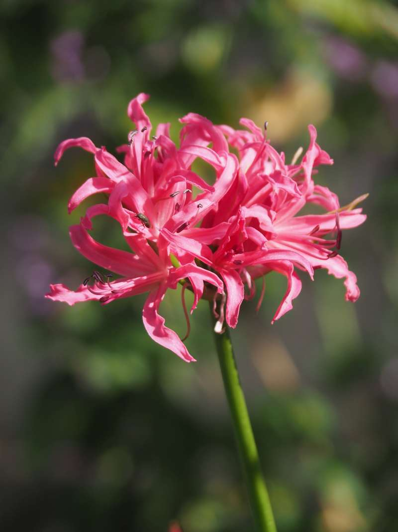 Pb244846_2 Pb244846_2