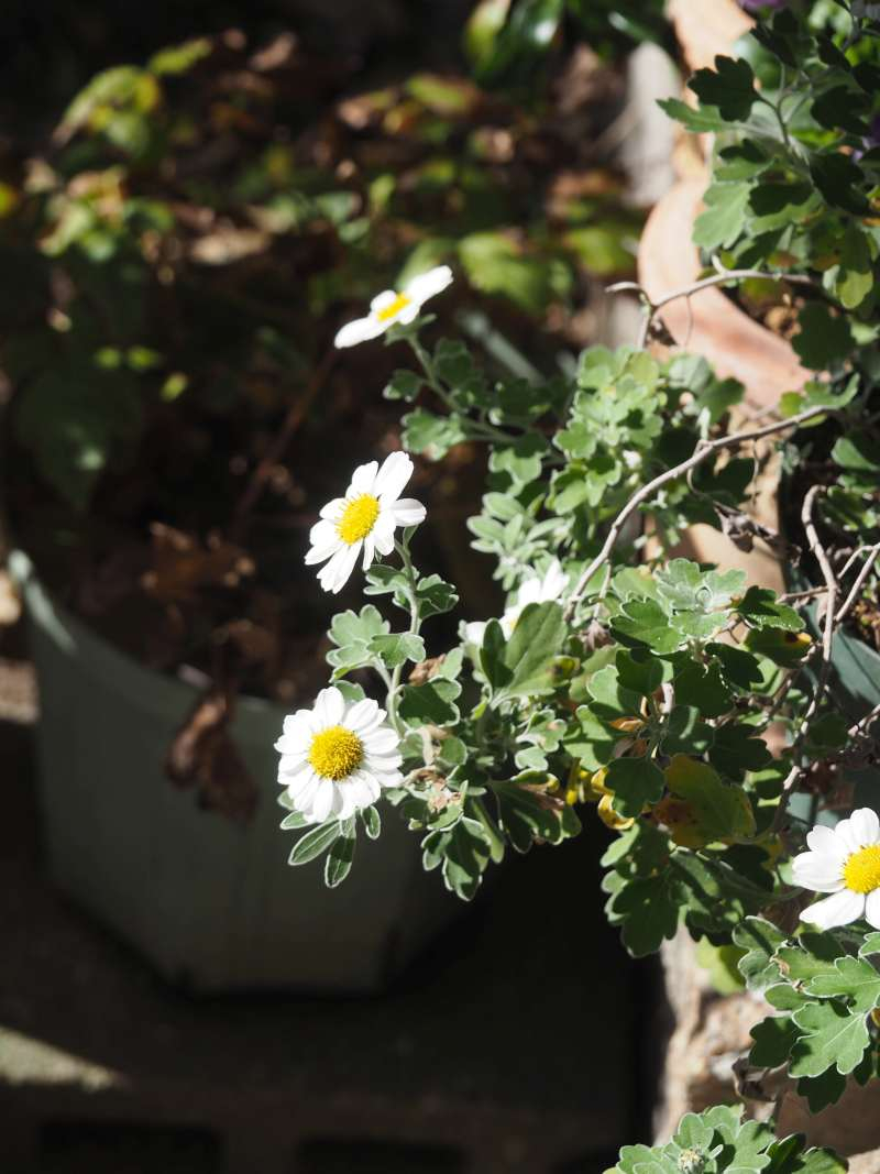 Pb294925asizurinojigiku Pb294925asizurinojigiku