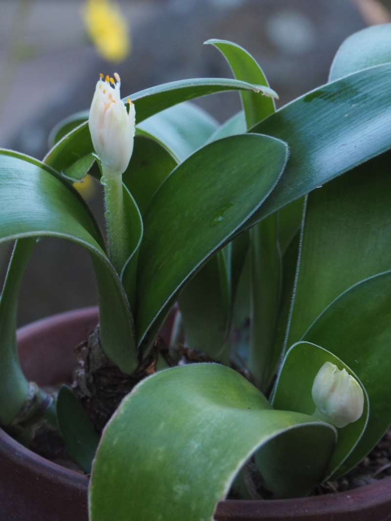 Pc035052mayuhakeomoto Pc035052mayuhakeomoto