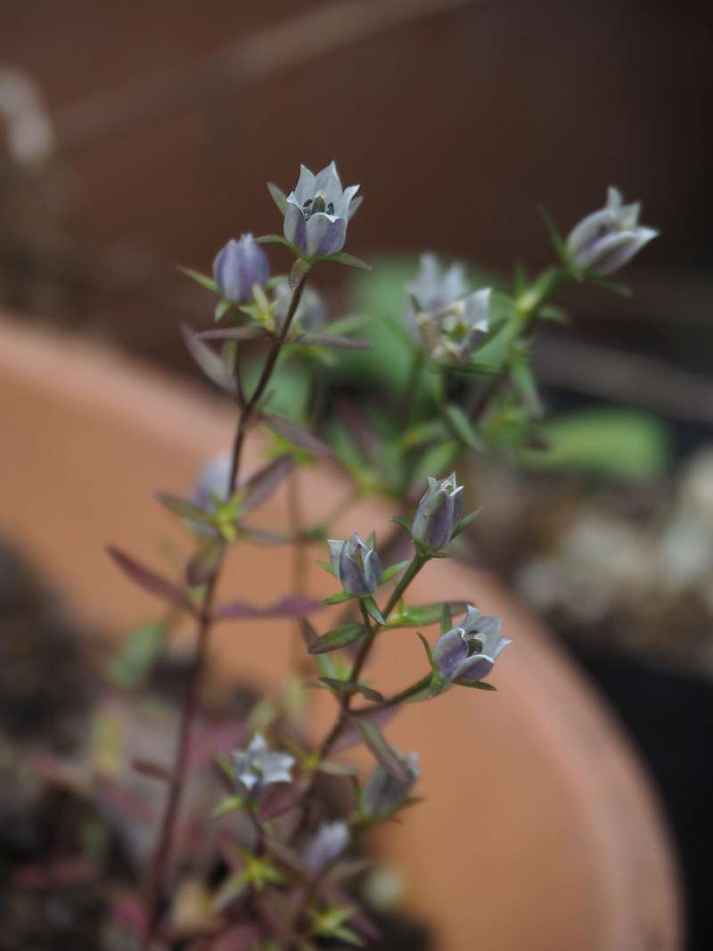 Pc115253murasakisennburi Pc115253murasakisennburi