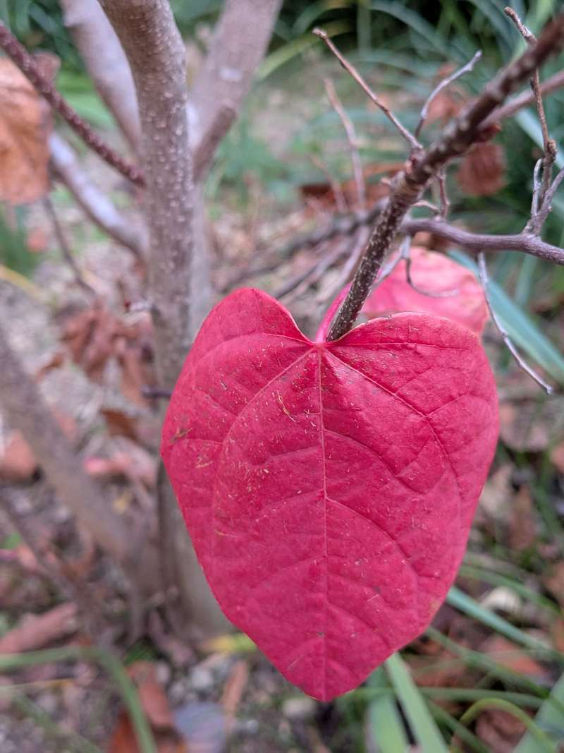 Pxl_20251212_074057898 Pxl_20251212_074057898