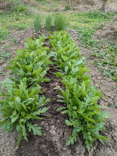 Pxl_20251217_034558150