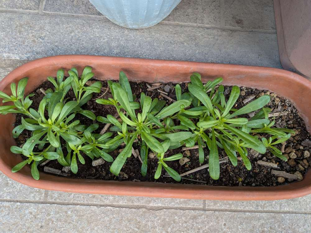 Pxl_20251218_013744353