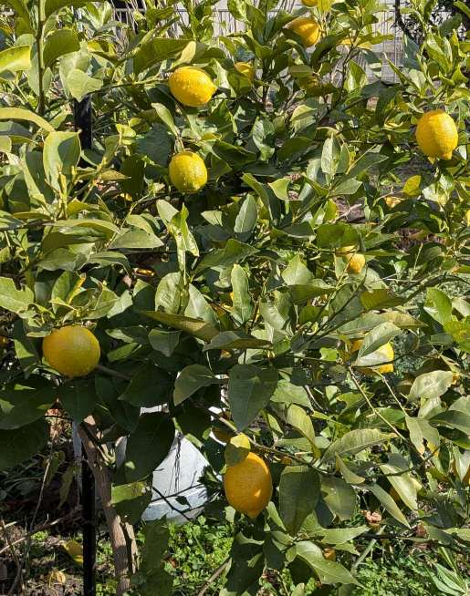 Pxl_20251218_021351108