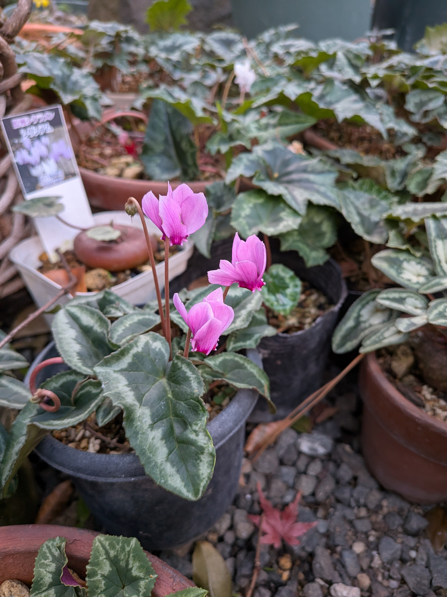 Pxl_20251212_073721794