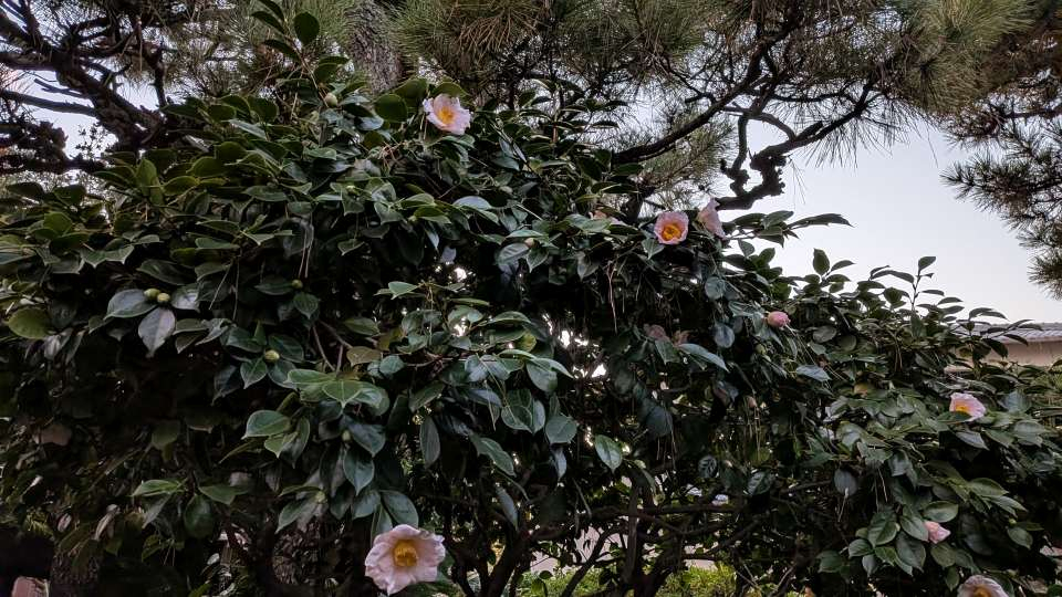 Pxl_20251220_080704265mp