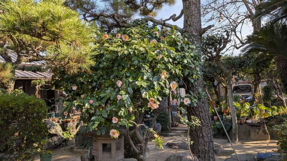 Pxl_20260115_053855986_2