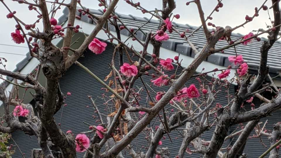 Pxl_20260120_072643631